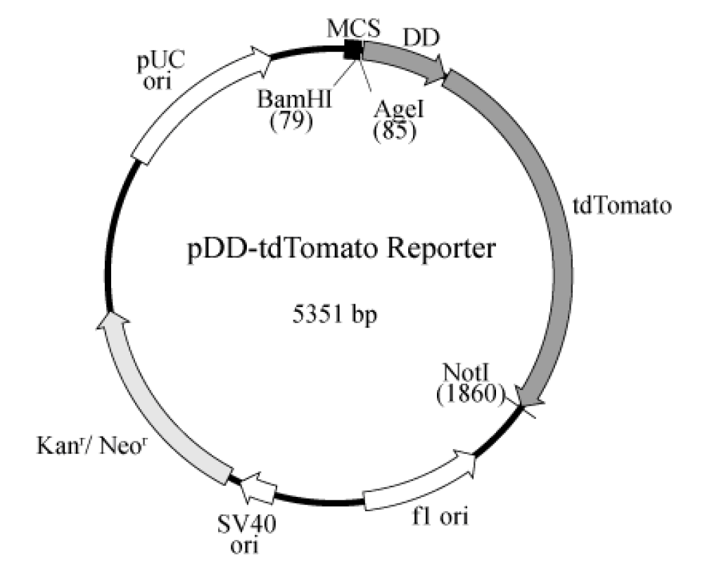 pDD-tdTomato Reporter载体图谱